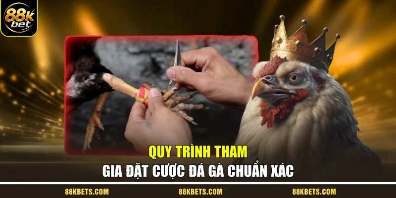 Quy trình tham gia đặt cược đá gà chuẩn xác